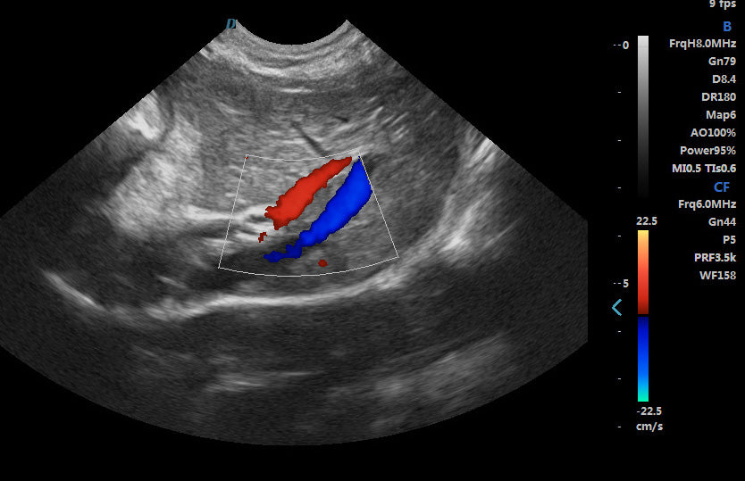 ECO-17Vet High end Equine Ultrasound with Rectal Probe  4-12 MHz Color Doppler DIAGNOSTIC ULTRASOUND MACHINES FOR SALE