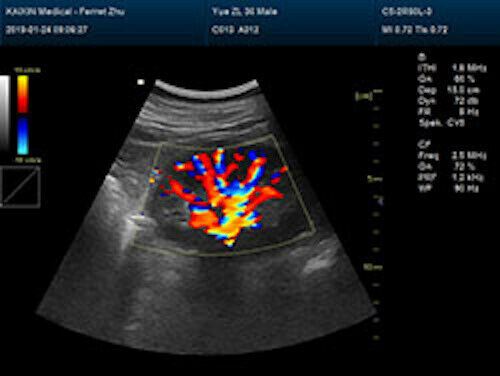 Affordable Large Animal Veterinary Color Doppler Ultrasound & Rectal Probe DIAGNOSTIC ULTRASOUND MACHINES FOR SALE