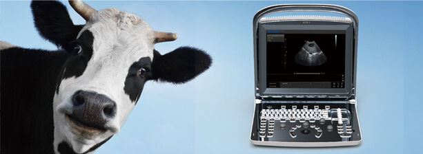 Bovine, Equine, Veterinary Portable Ultrasound Machine, ECO1Vet with two probes DIAGNOSTIC ULTRASOUND MACHINES FOR SALE