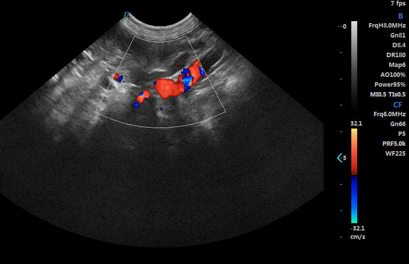 ECO-17Vet High end Small Animal Color Doppler Ultrasound with Micro Convex Probe DIAGNOSTIC ULTRASOUND MACHINES FOR SALE