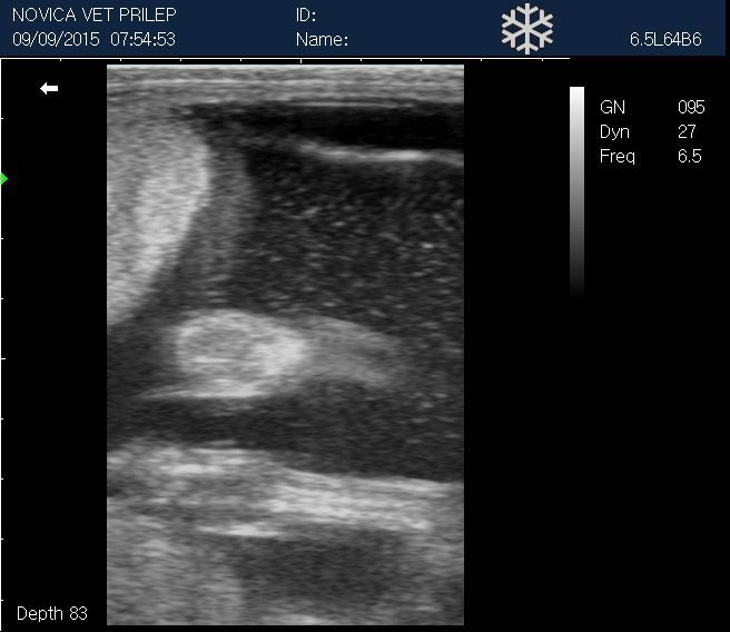 Veterinary Small Animals Ultrasound Scanner&Micro-Convex Probe 5-8Mhz-USA seller DIAGNOSTIC ULTRASOUND MACHINES FOR SALE